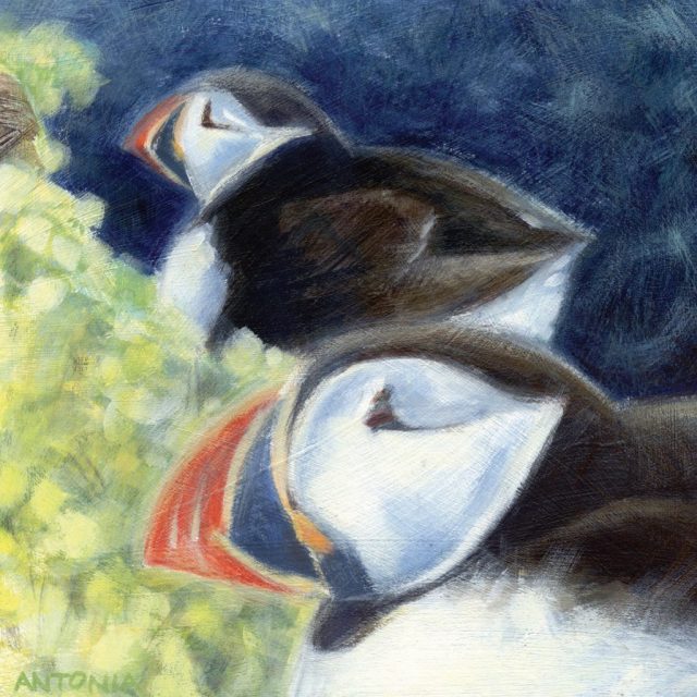 Puffin Two