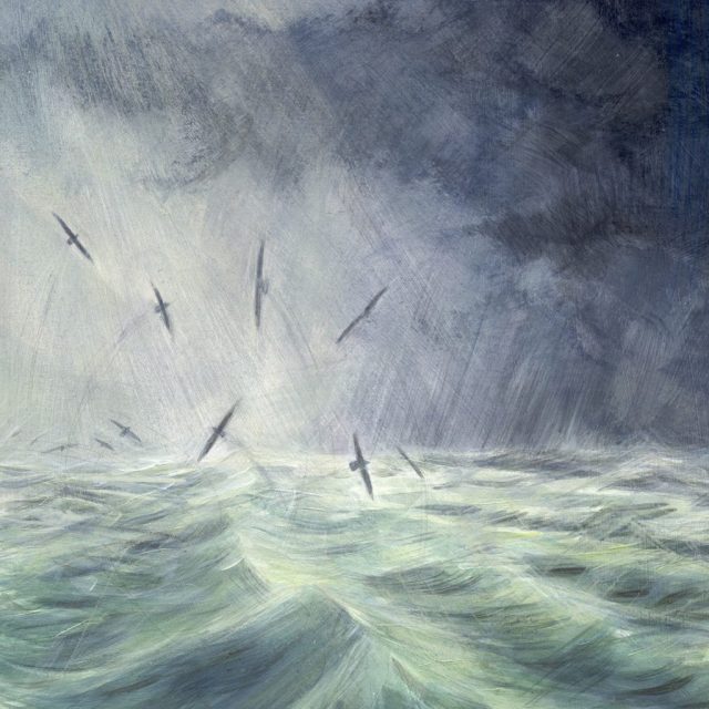Stormseas & Fulmar Flight