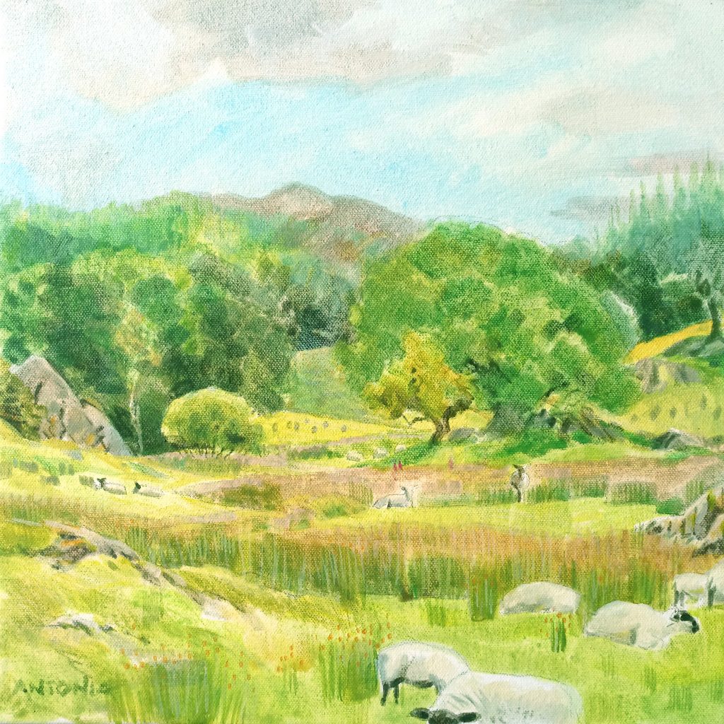 Lake District - sheep music Satterthwaite