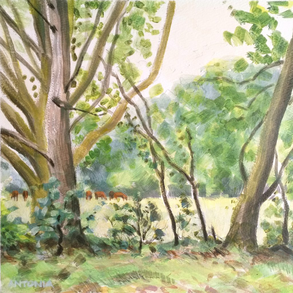 New Forest - The Idea of Horses
