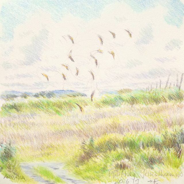 Pembrokeshire Coast - uplifting of yellowhammers