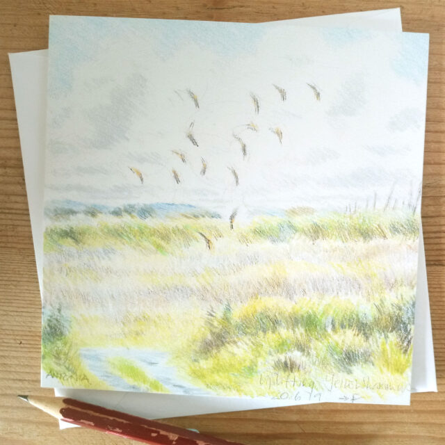 Pembrokeshire - uplifting of yellowhammers