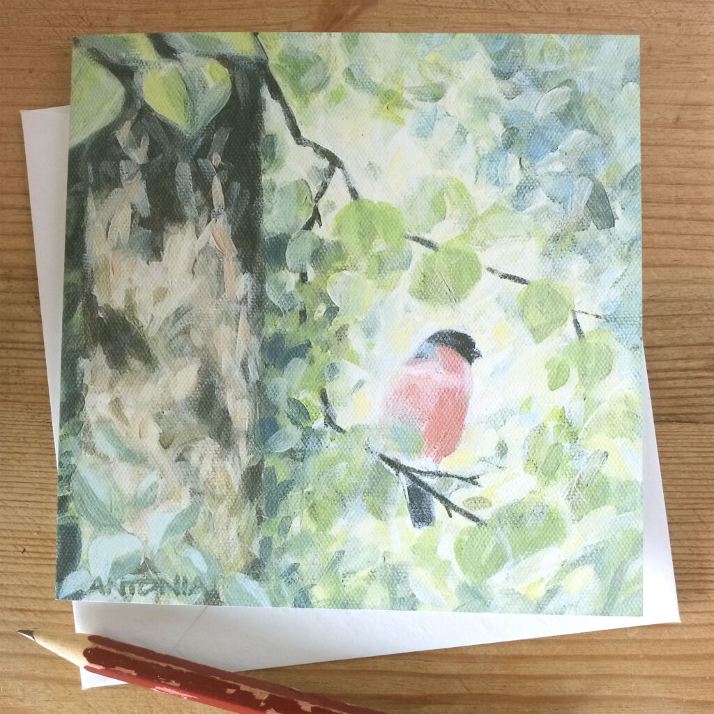 Woodland afternoon with Bullfinch