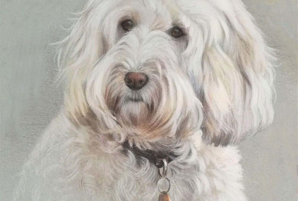 Dog Portraits
