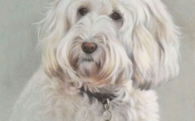 Dog Portraits